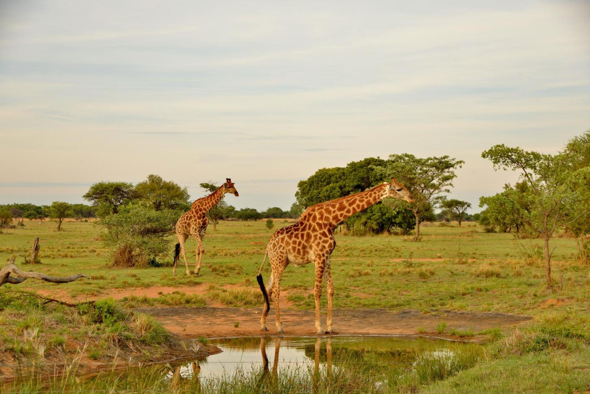 Safari Plains Villa Mabula Game Reserve Exteriör bild